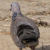 Spotted Dove