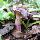 Russula mushroom