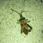 leaf legged bug