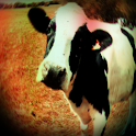 Cow Sound Effects logo