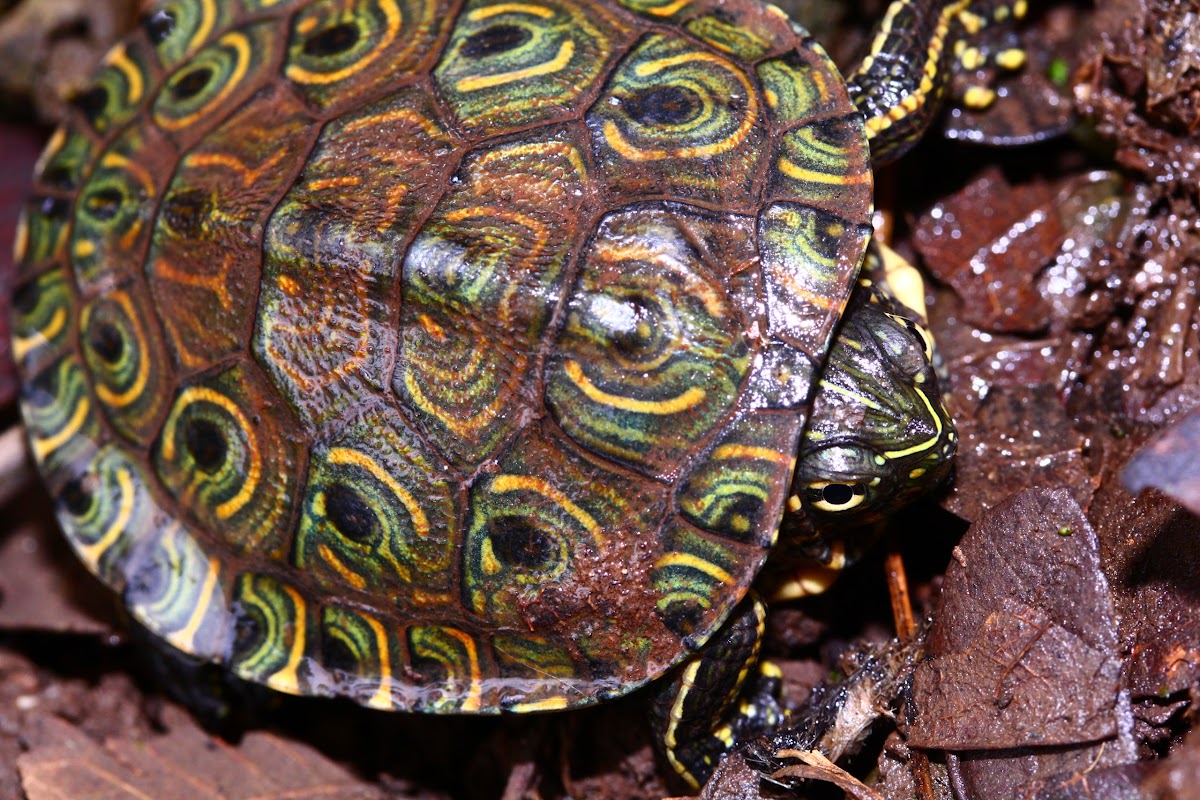 Colombian Slider