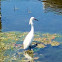 Snowy Egret