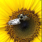 Dingy cutworm moth and Bumblebee