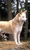 迦南犬壁纸