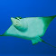 Spotted eagle ray