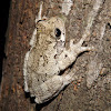 Gray Tree Frog