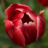 tulip by Heather Carter -  