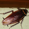 Cucaracha/Household roach