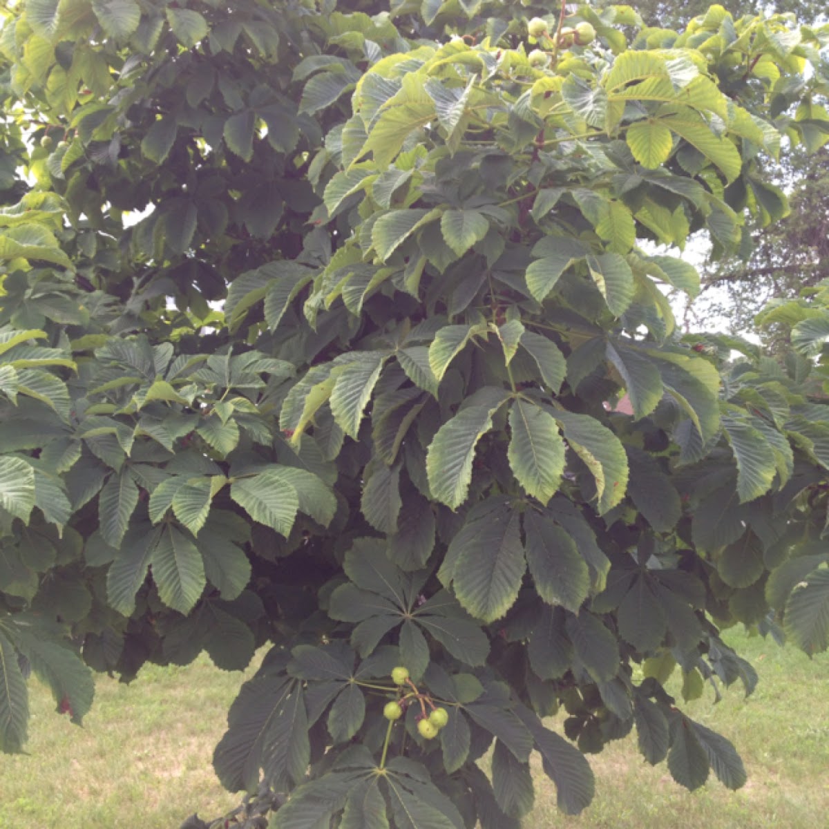 Horse Chestnut