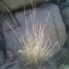 Cheat grass 