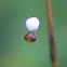 Cobweb Spider and Egg Sac