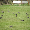 common starlings