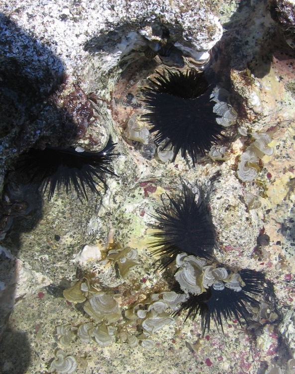 Sea Urchins