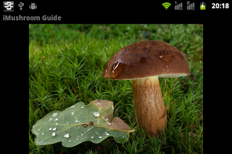 iMushroom Guide Screenshots 3