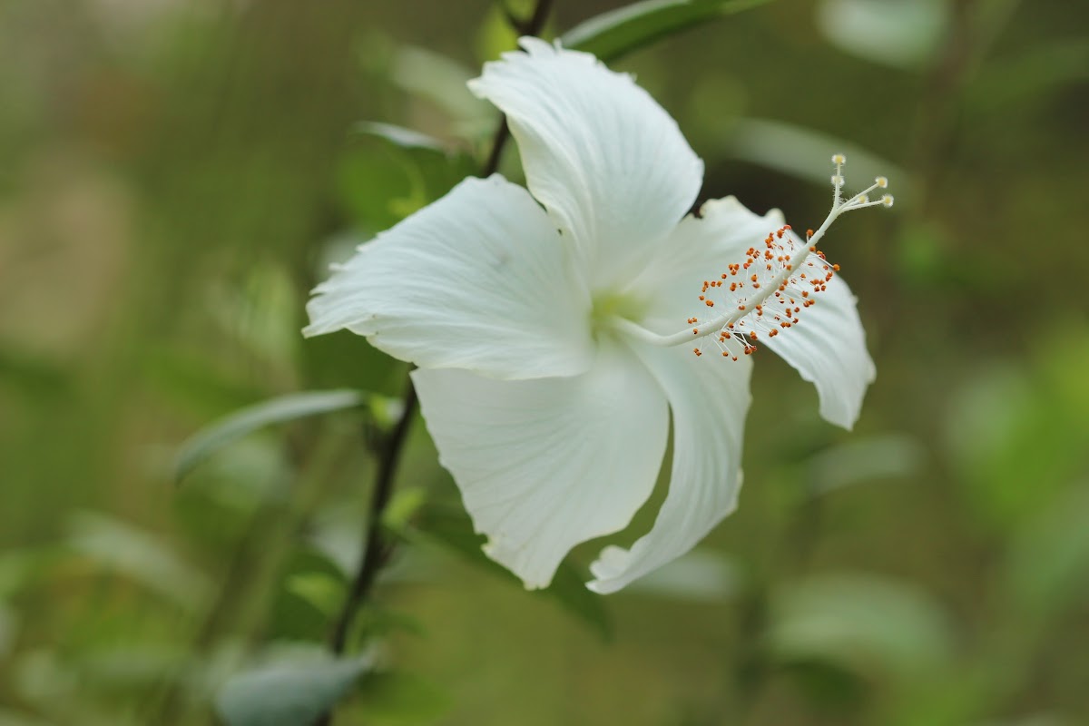 Dainty White hibiscous