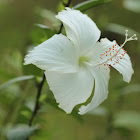 Dainty White hibiscous