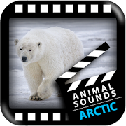 Best Arctic Animals Sounds 1.0 Icon