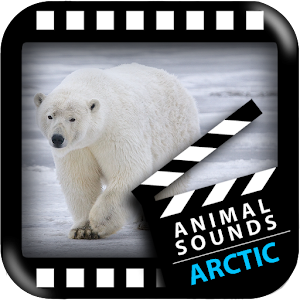 Best Arctic Animals Sounds - Latest version for Android - Download APK