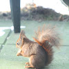 Eurasian red squirrel