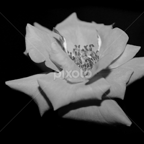 by Octo Winarto - Black & White Flowers & Plants