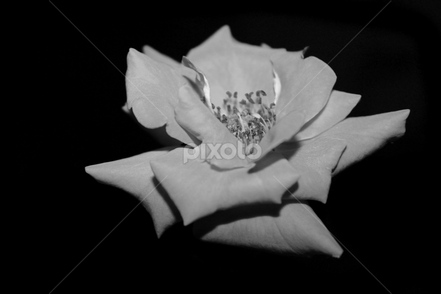 by Octo Winarto - Black & White Flowers & Plants