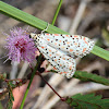 Heliotrope Moth or Salt & Pepper Moth