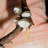 Resupinatus fungus