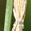 Vagabond Crambus Moth
