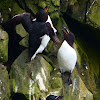 Razorbills