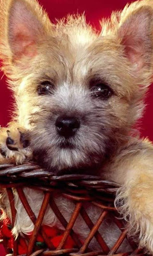 免費下載個人化APP|Cairn Terrier Wallpapers app開箱文|APP開箱王