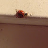 Multicolored Asian Lady Beetle