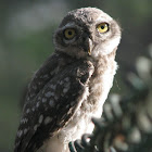 Spotted Owlet