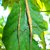 Stick Insects