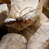 Neriene spider