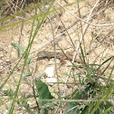 Striped whiptail