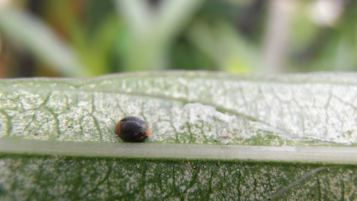 Mealybug Ladybird