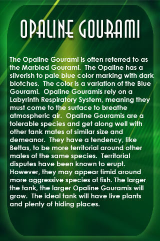 Gouramis Screen 3