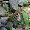 Gafanhoto (Locust)