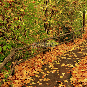 Pathway to Glory by Abhinav Ganorkar - City,  Street & Park City Parks