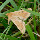 Corn earworm