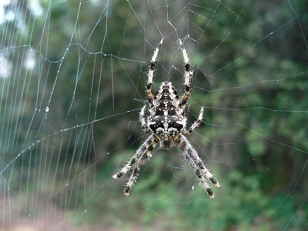 Araña de cruz