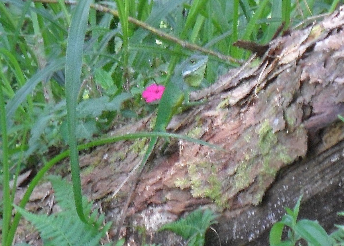 Green Crested Lizard