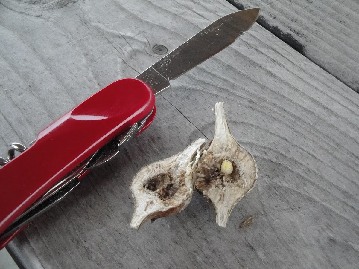 Goldenrod Gallfly Larvae Project Noah