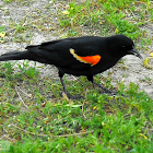 Red-winged Blackbird(male)
