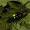 Common glow worm