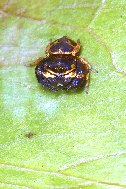Purple-Gold Jumping Spider