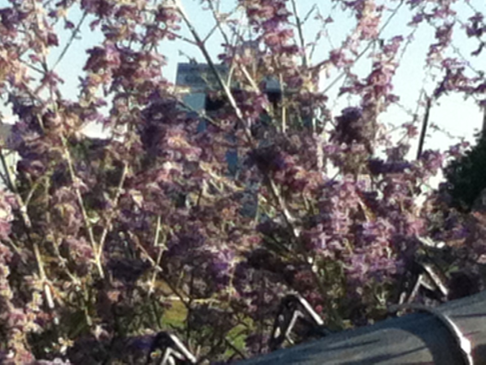 Purple butterfly bush
