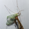 Hangingfly vs. golden-eyed lacewing