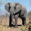 African elephant