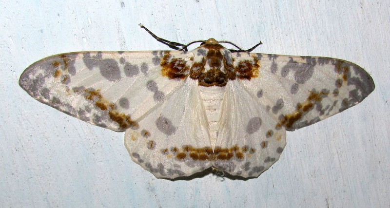 Peppered Moth